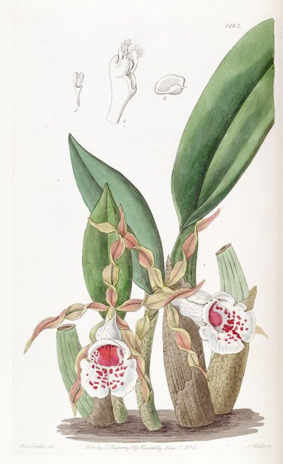 Trichopilia tortilis by Miss Drake